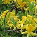 Rhododendron luteum (1)